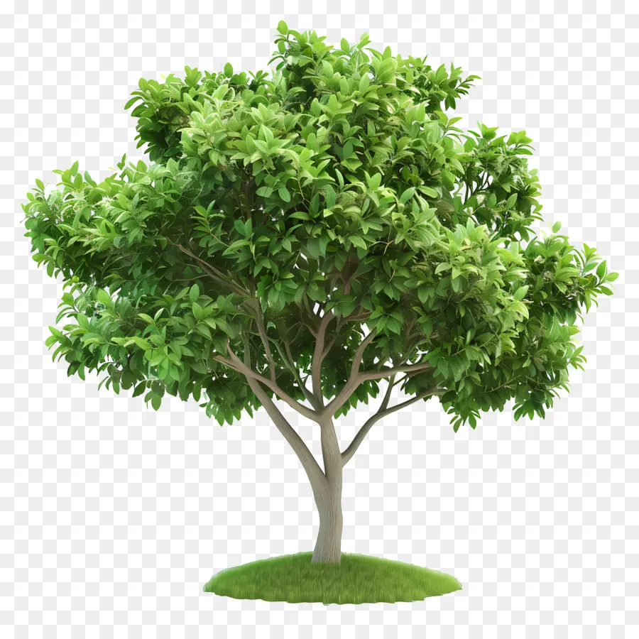 Árbol 3d，árbol Verde PNG