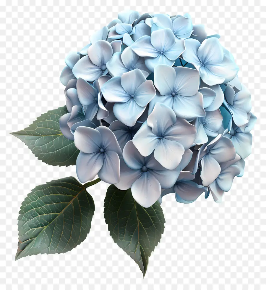 Flor 3d，Hortensia PNG