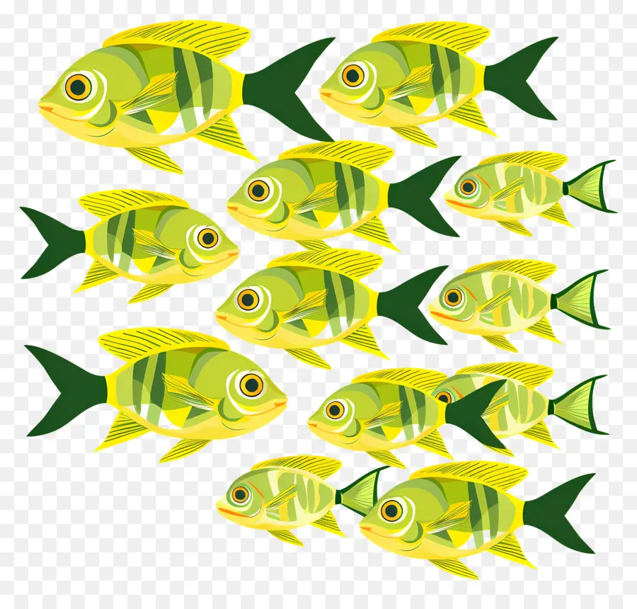 Grupo De Peces，Peces Coloridos PNG