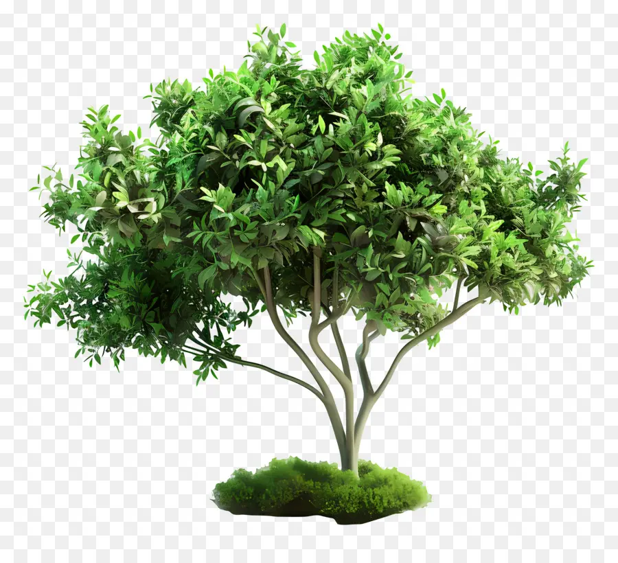 Árbol Animado，Árbol PNG