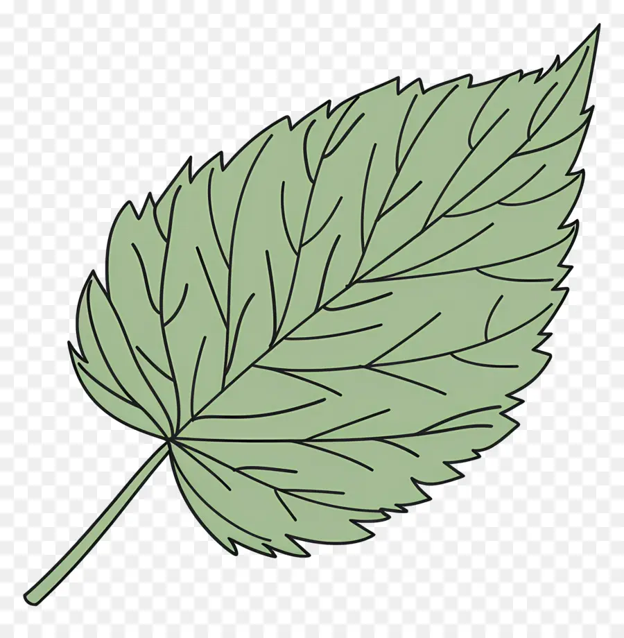 Hoja única，Hojas Verdes PNG