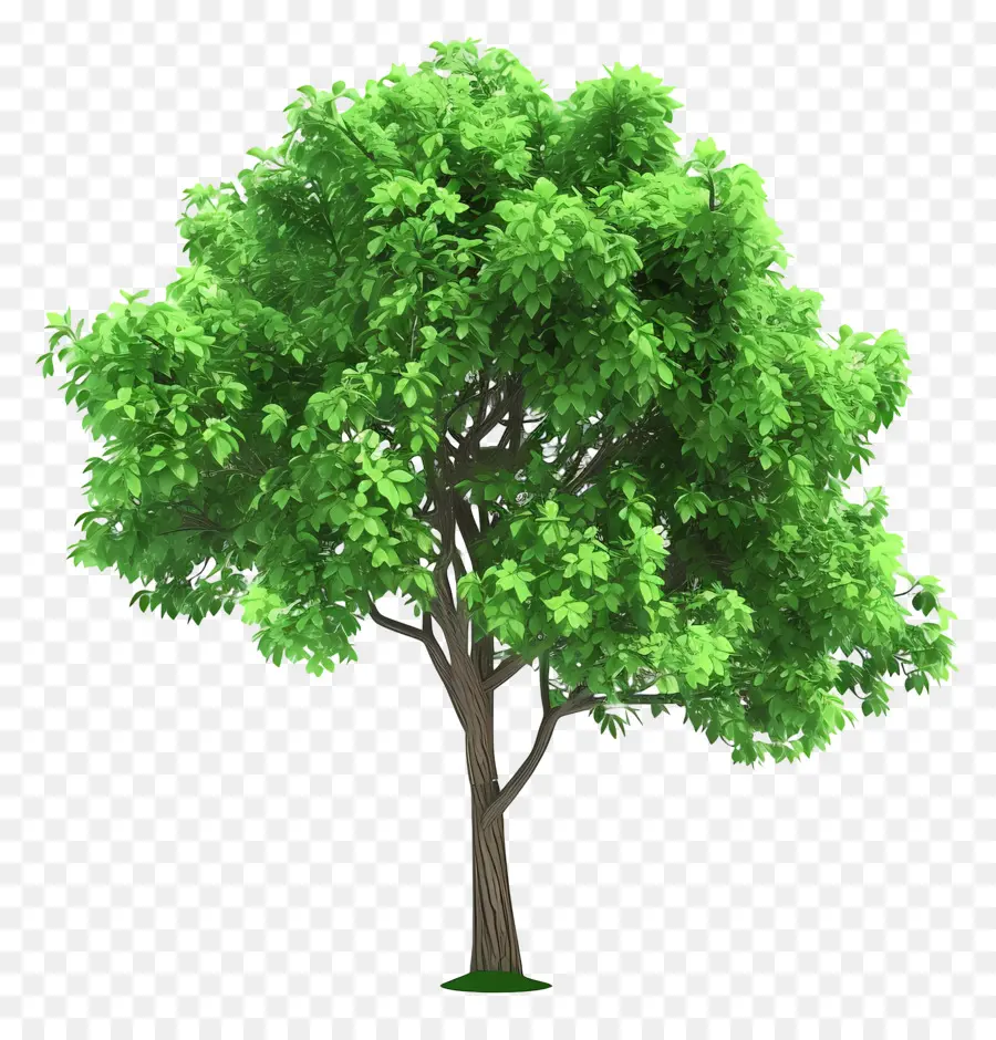 Árbol Animado，árbol Verde PNG