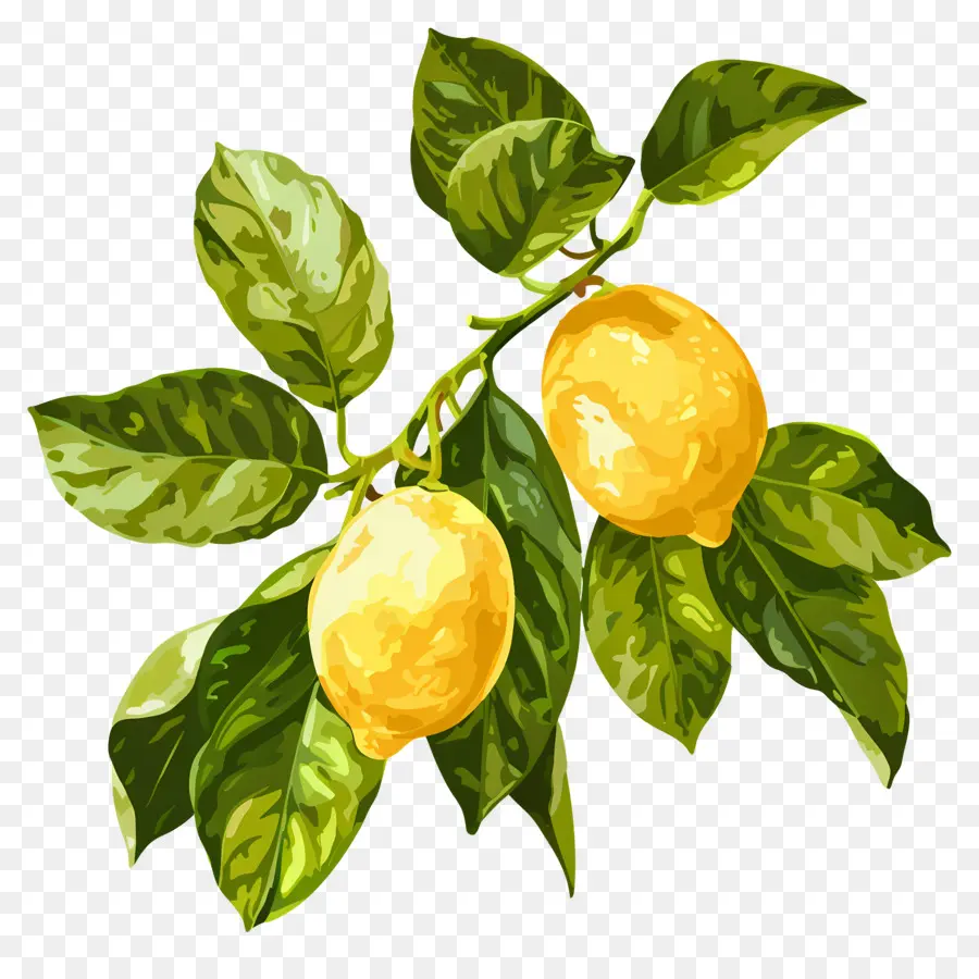 Limón Acuarela，Limones Amarillos PNG