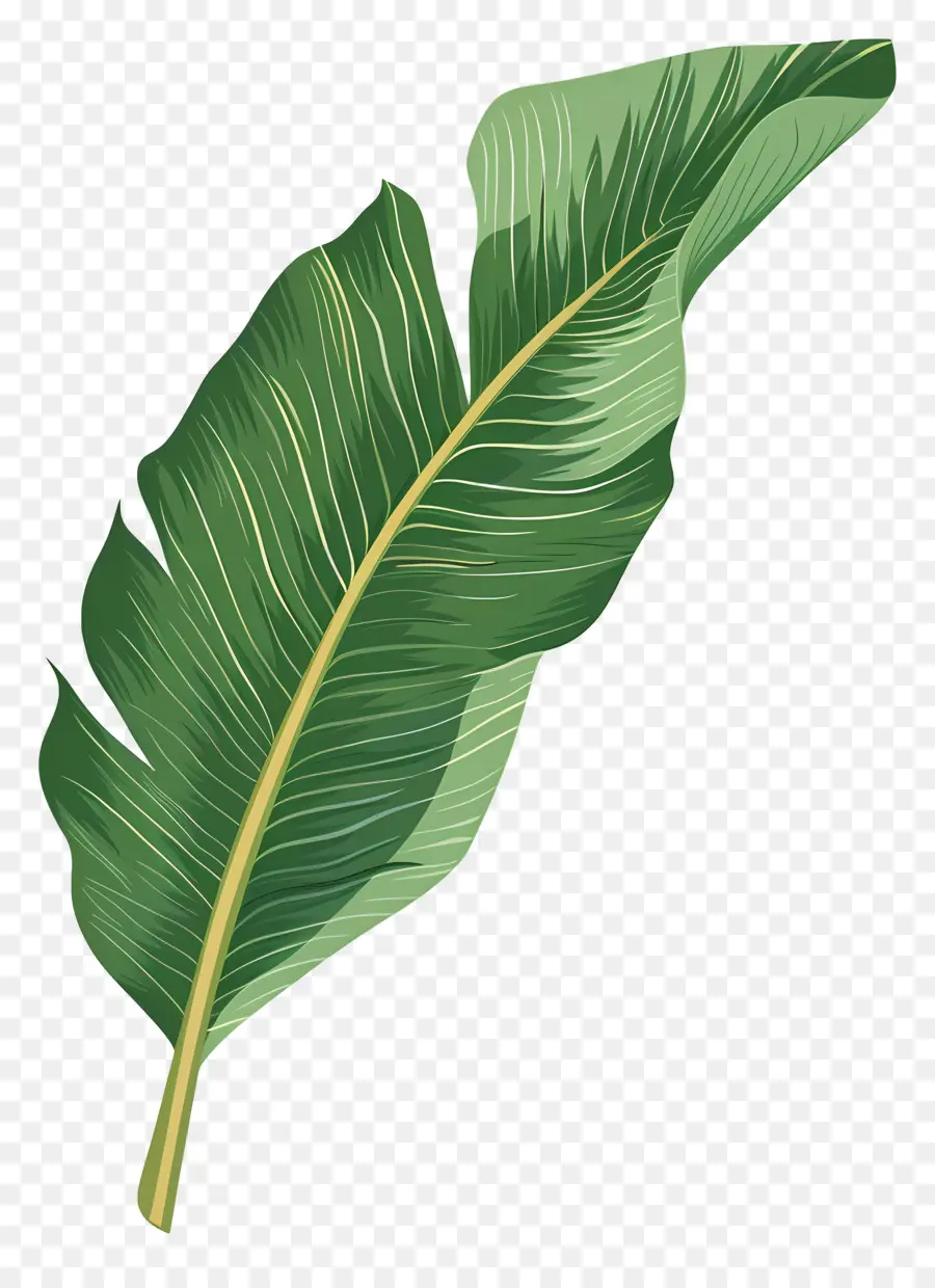 Hoja única，Hoja De Plátano PNG