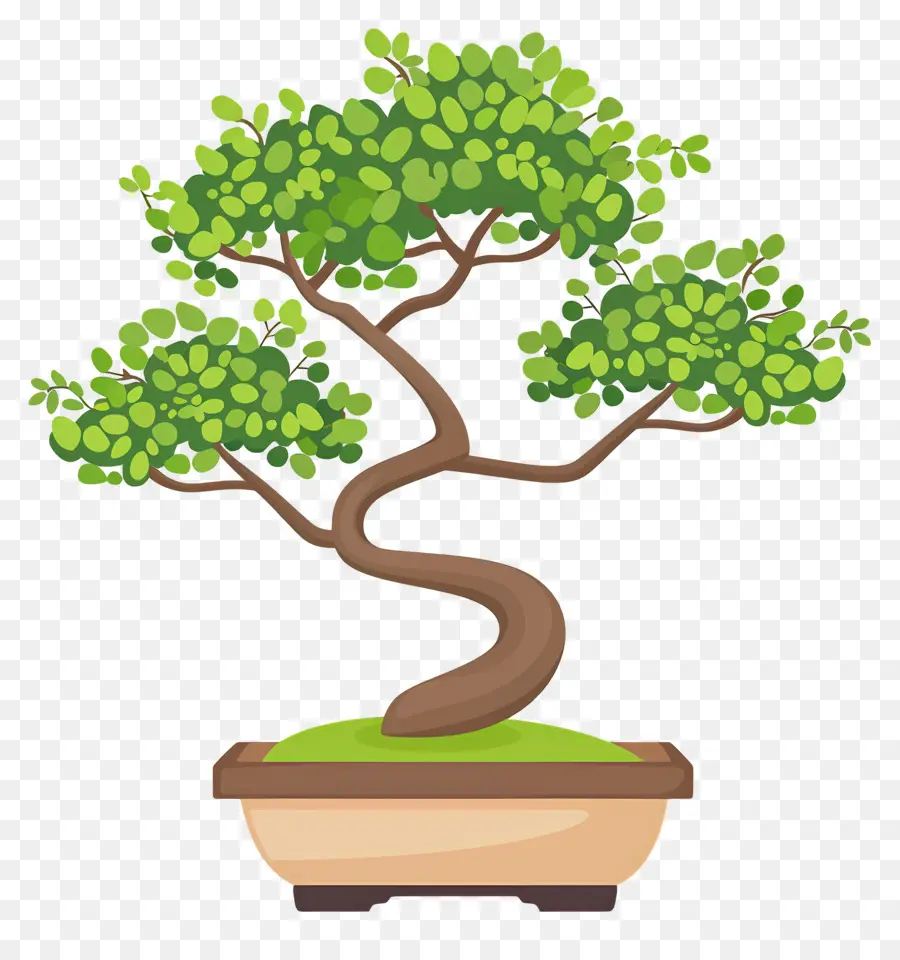 árbol Bonsái，Árbol Bonsái PNG