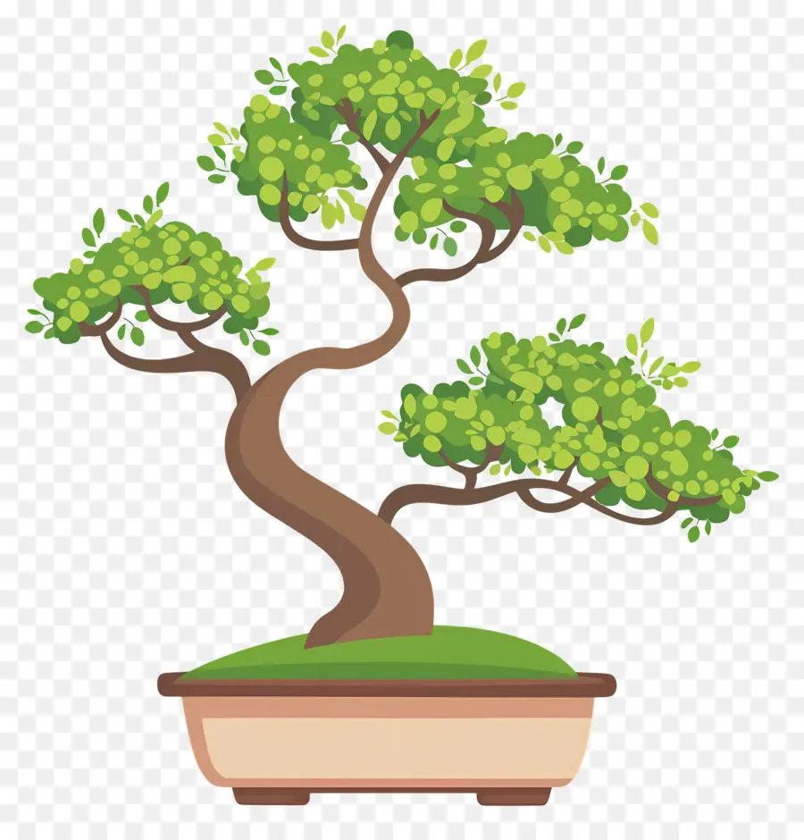 árbol Bonsái，Árbol Bonsái PNG