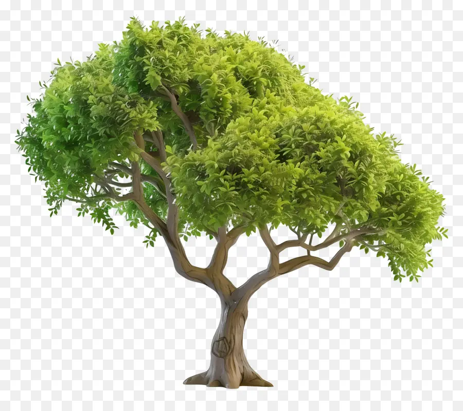 Árbol Animado，Árbol PNG