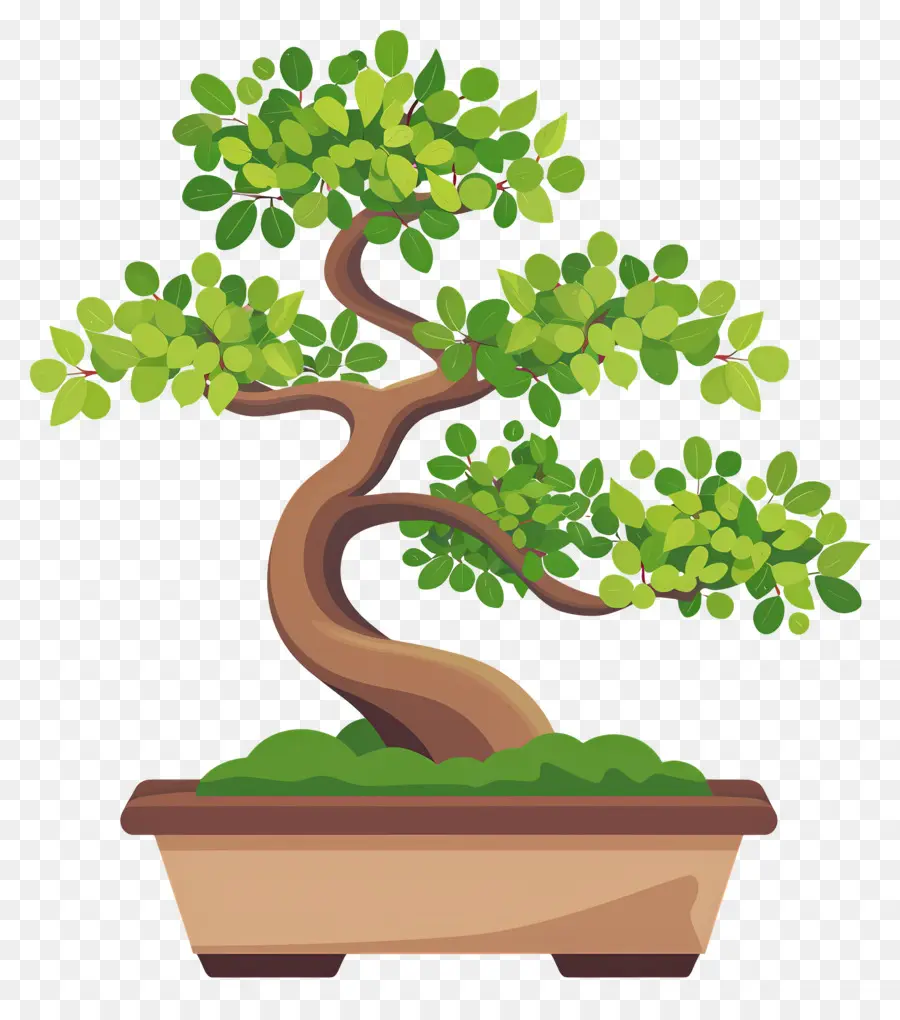 árbol Bonsái，Árbol Bonsái PNG