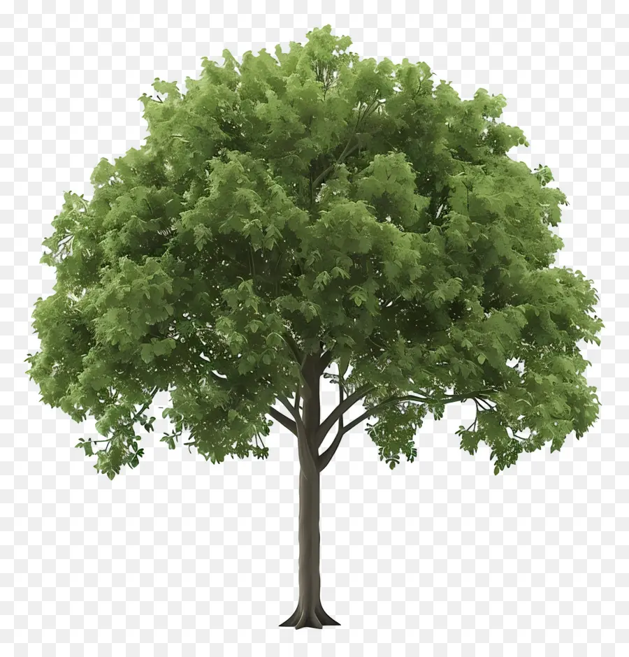 Árbol Animado，árbol Verde PNG