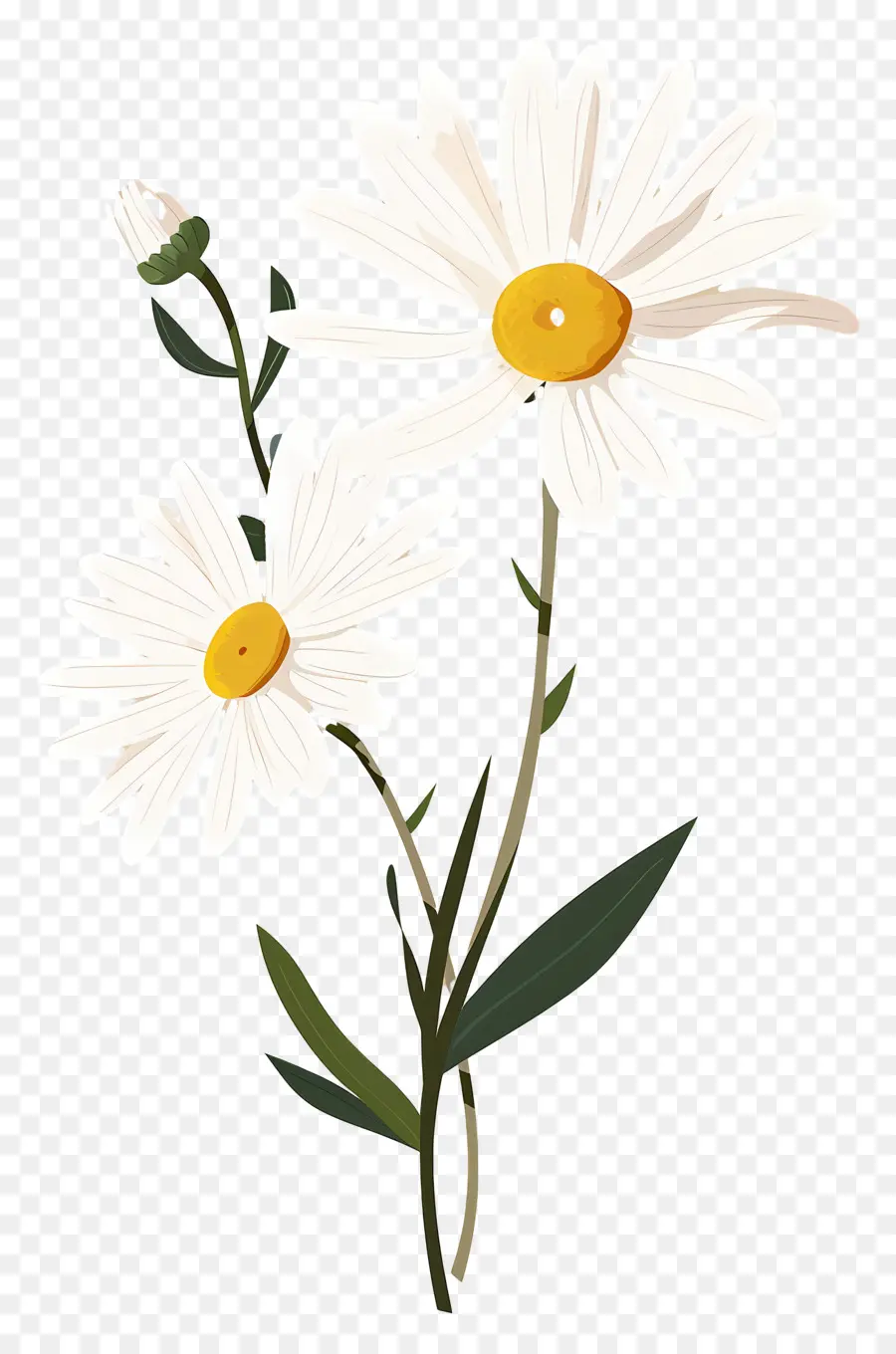 Flores Margarita，Margaritas PNG