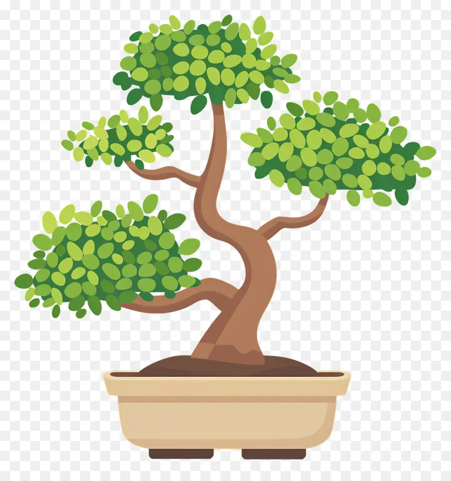 árbol Bonsái，Árbol Bonsái PNG