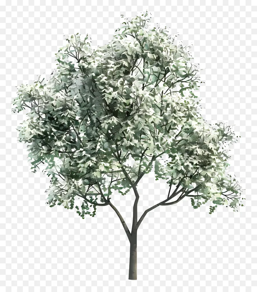 Árbol Animado，Árbol PNG