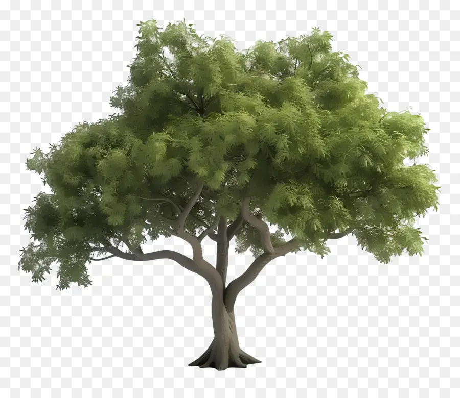 Árbol Animado，árbol Grande PNG