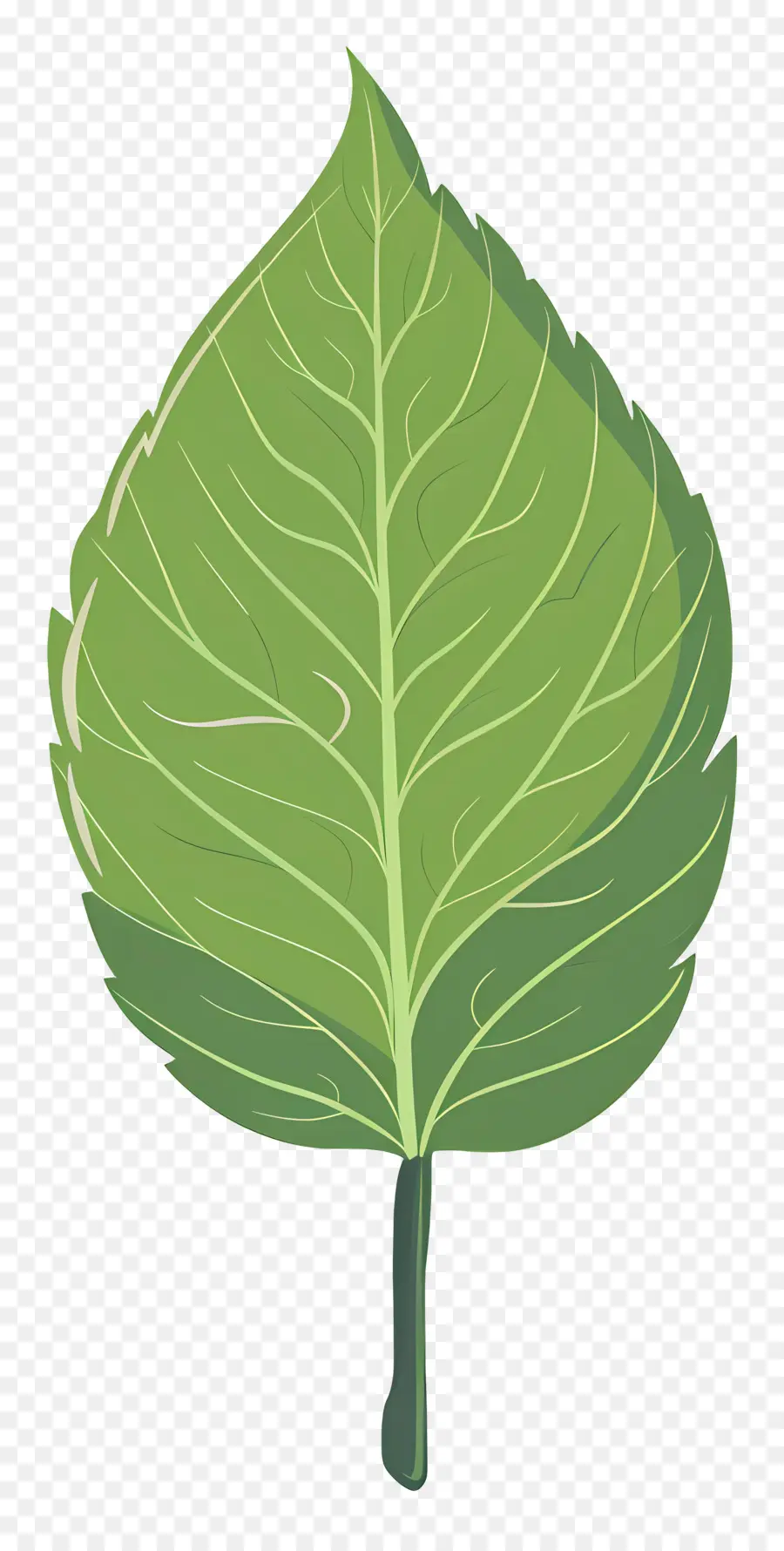 Hoja única，Hoja Verde PNG