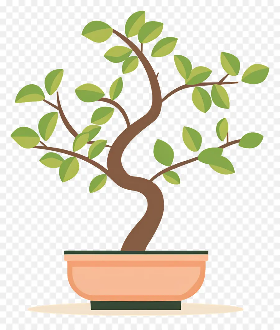 árbol Bonsái，Árbol Bonsái PNG