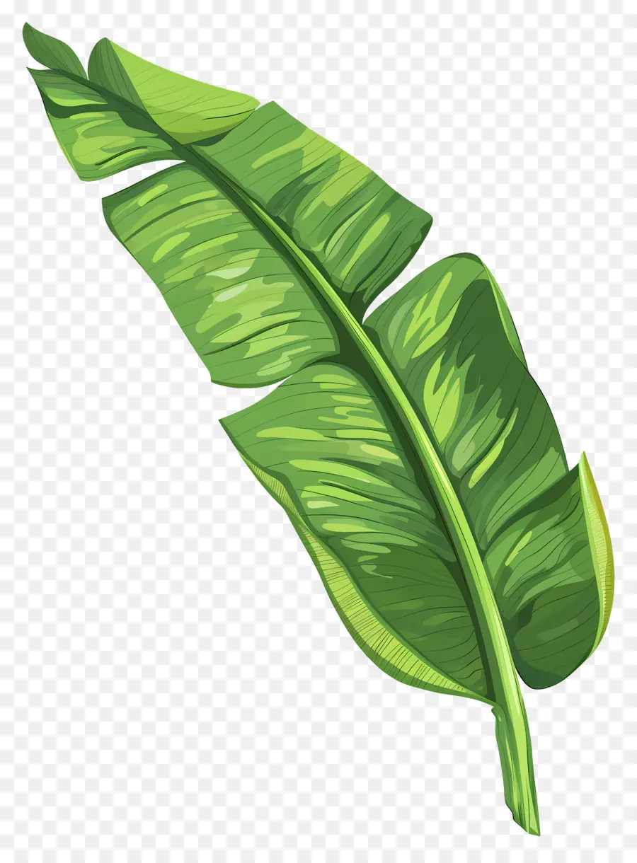 Hoja única，Hoja De Plátano PNG