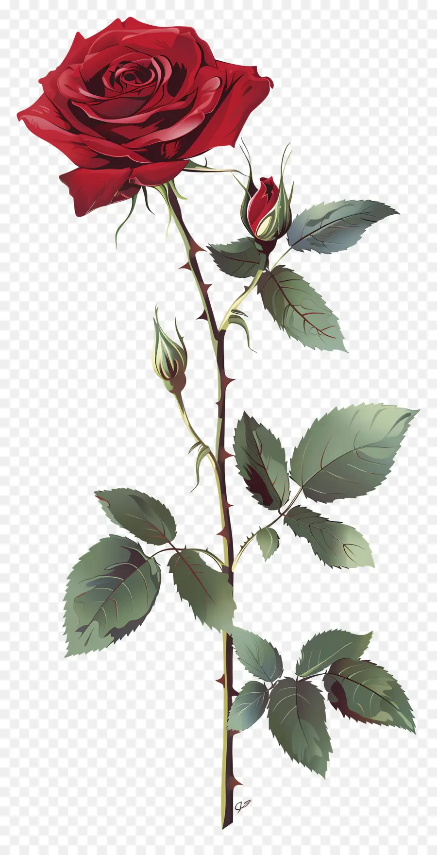 Rosa única，Rosa Roja PNG