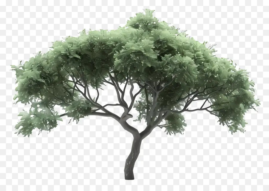 Árbol Animado，Árbol PNG