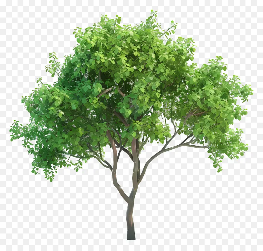 Árbol Animado，Árbol PNG