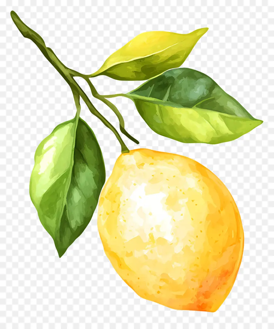 Limón Acuarela，Solo Limon PNG