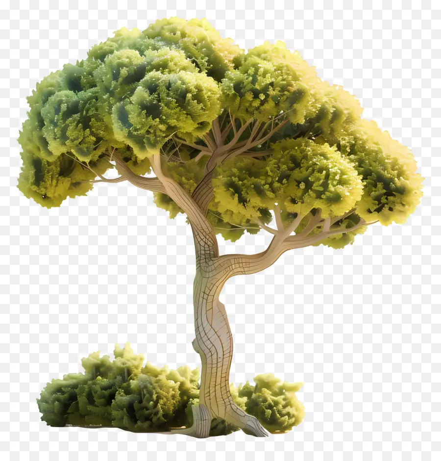 Árbol Animado，árbol Estilizado PNG