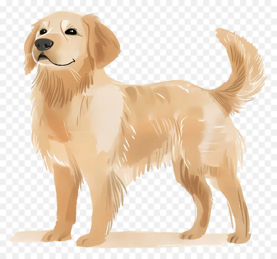 Perro Perdiguero De Oro，Perro PNG