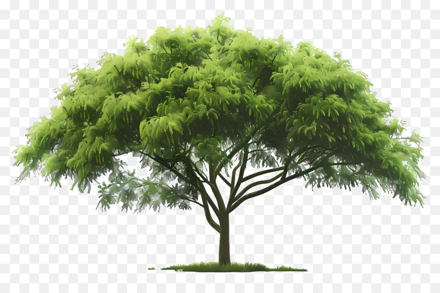 Secoya，árbol Verde PNG