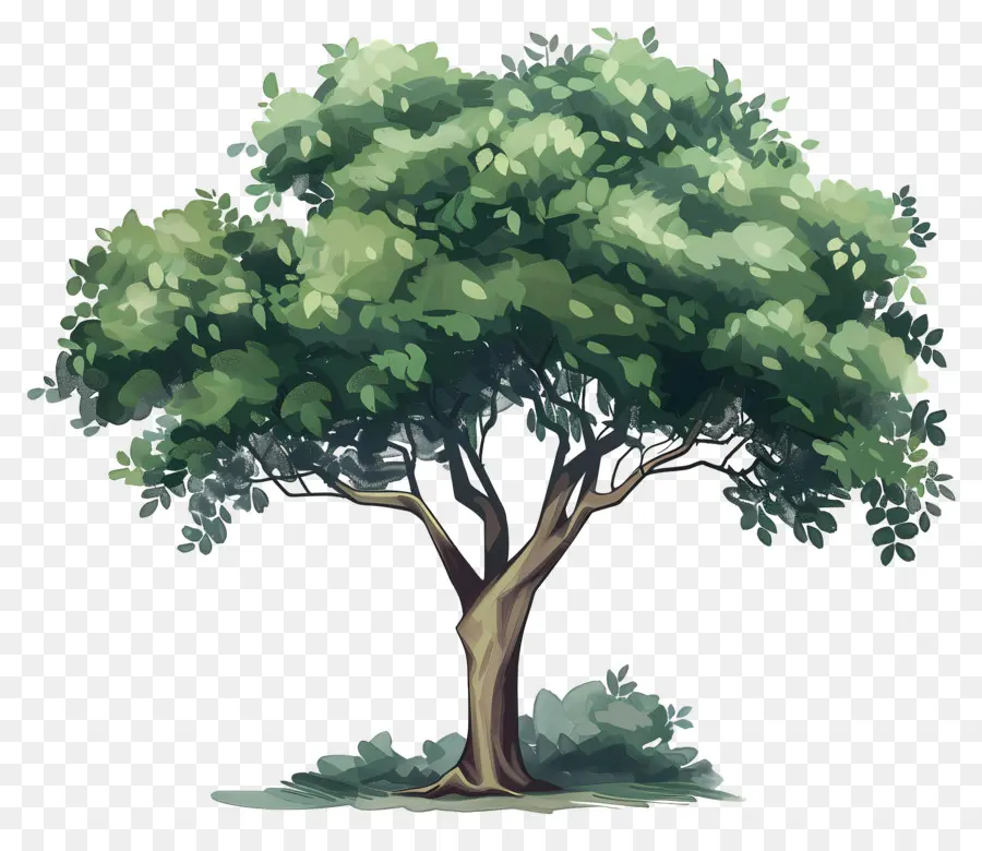 Secoya，árbol PNG