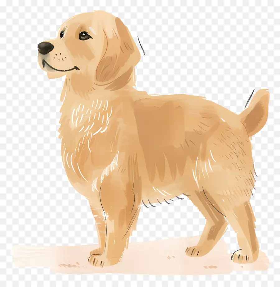 Perro Perro Perdiguero De Oro，Perro Perdiguero De Oro PNG