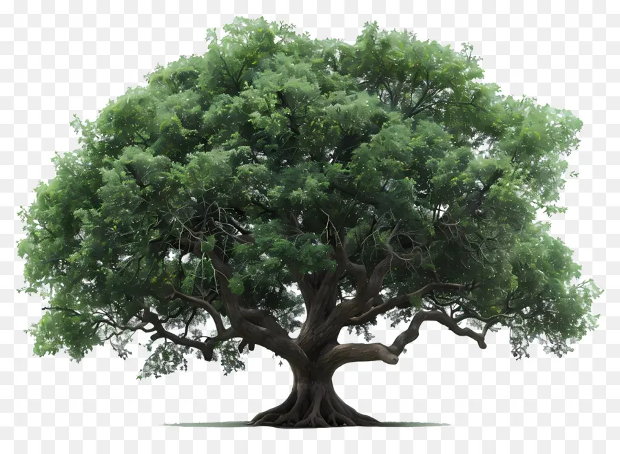 Secoya，árbol Grande PNG