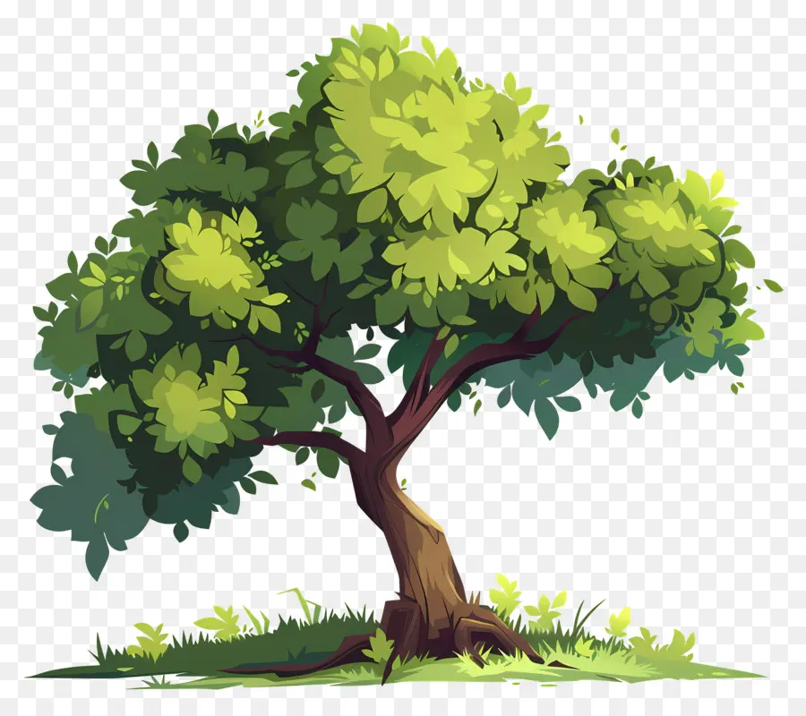 Secoya，Árbol PNG