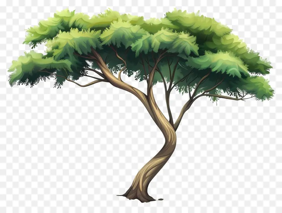 Secoya，Árbol PNG