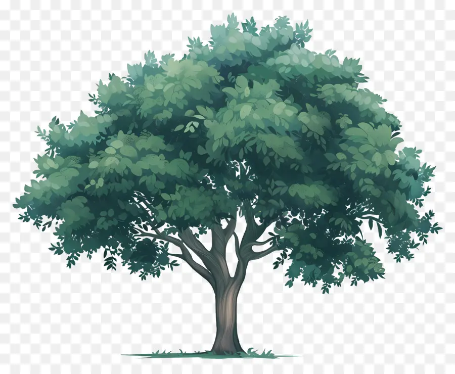 Secoya，árbol Verde PNG