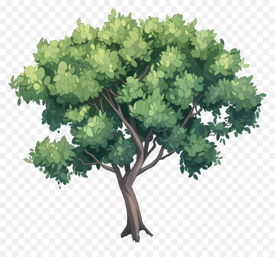 Secoya，árbol PNG