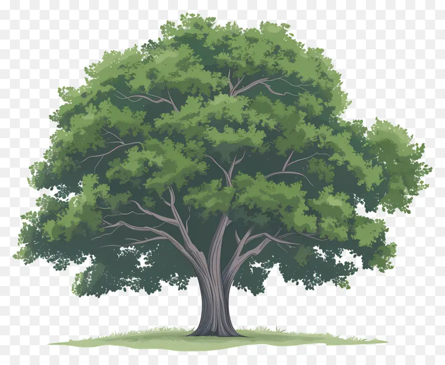 Secoya，árbol Verde PNG