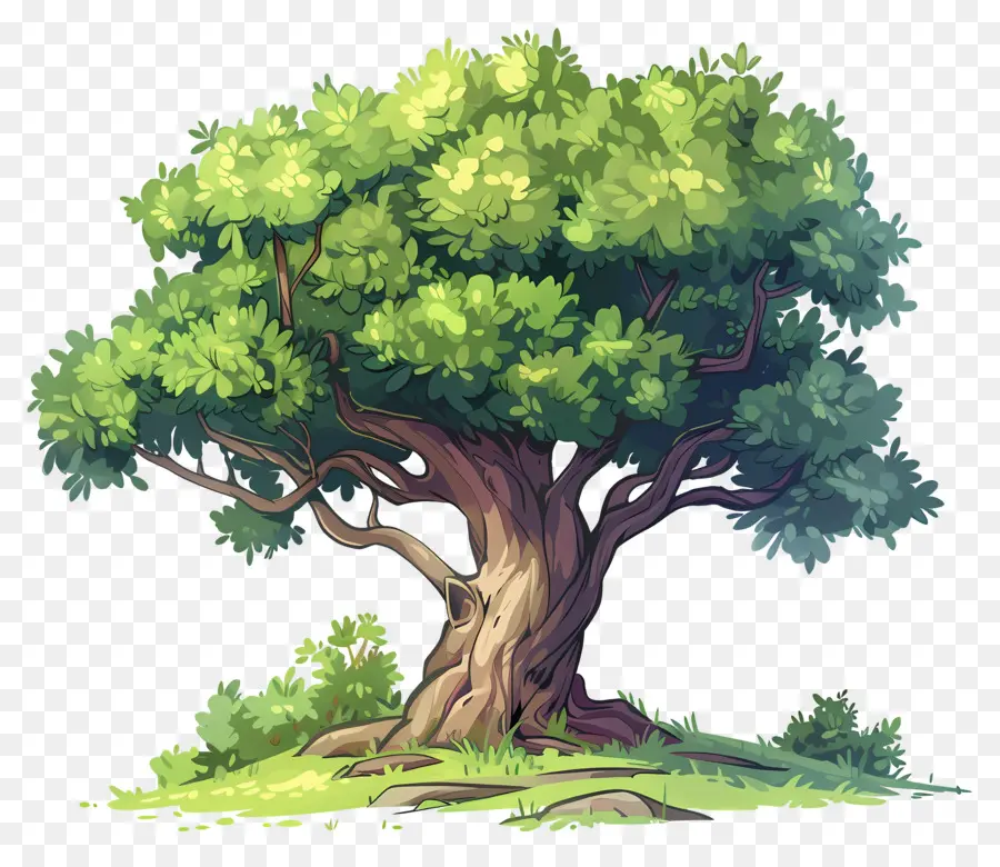 Secoya，Árbol PNG