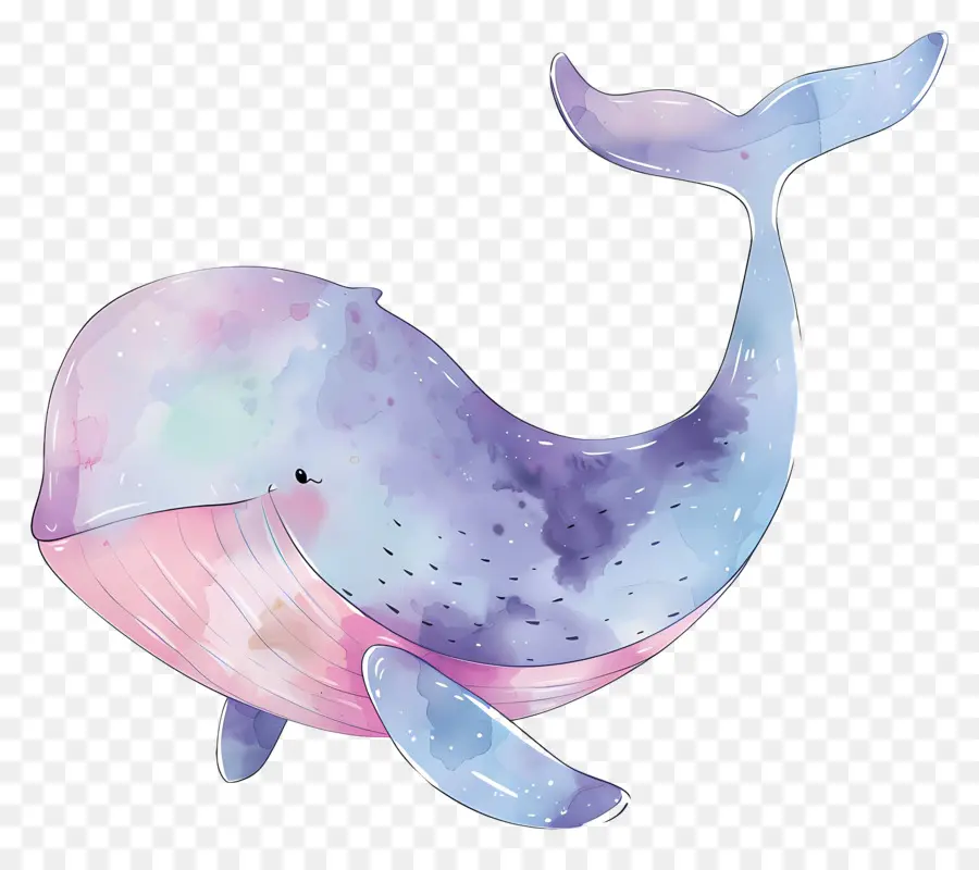 Ballena Acuarela，Ballena PNG