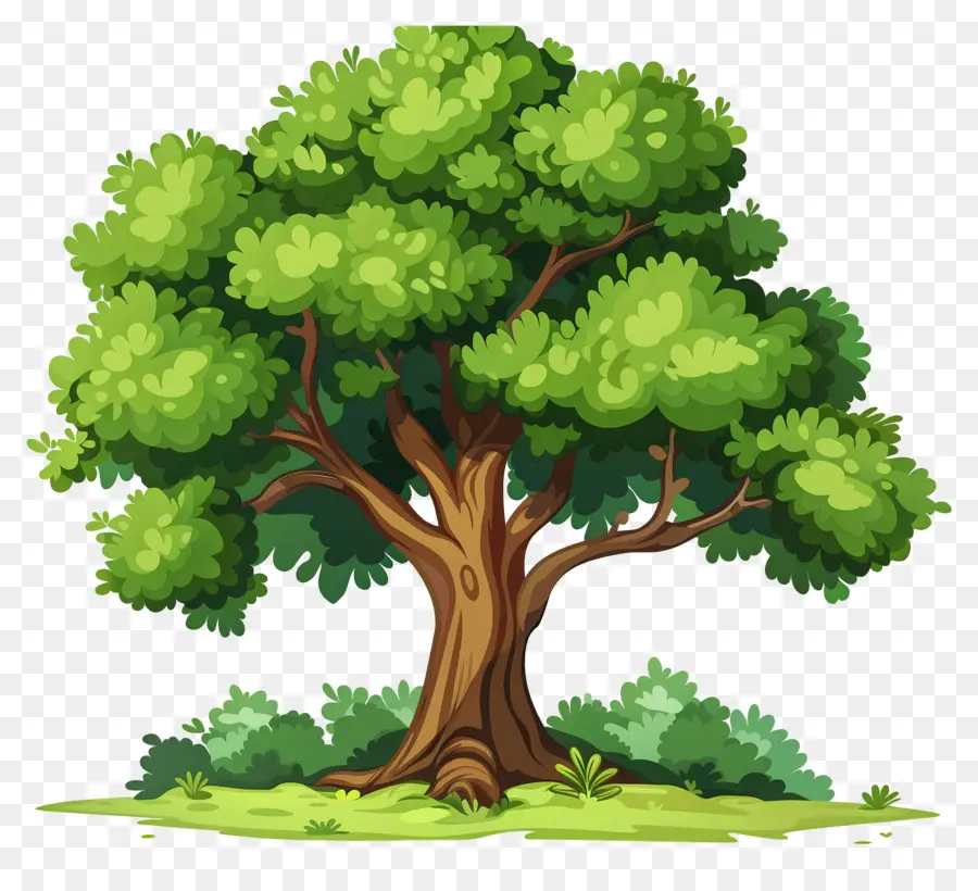 Secoya，Árbol PNG