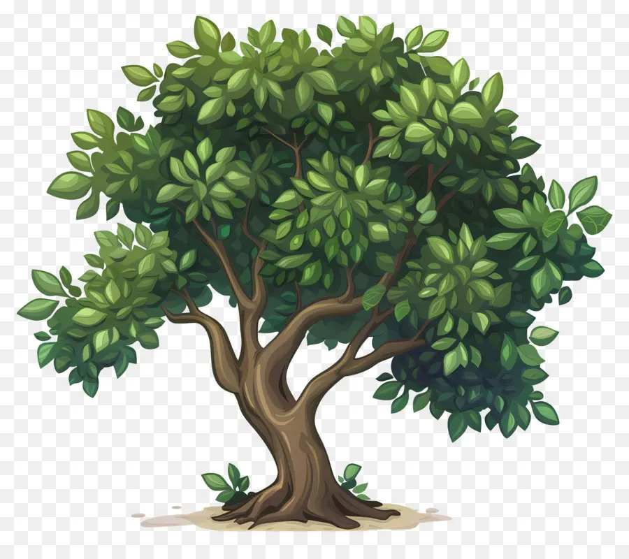 Secoya，árbol PNG