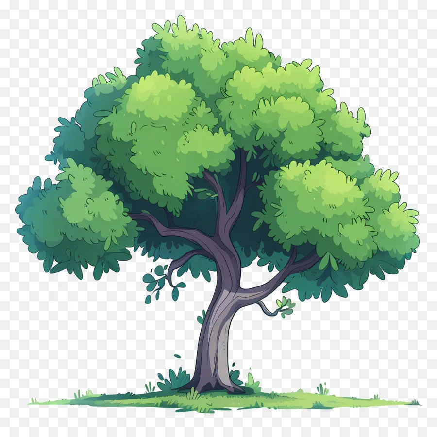 Secoya，Árbol PNG