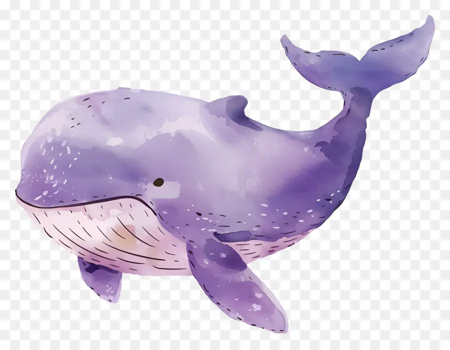 Ballena Acuarela，Ballena Morada PNG