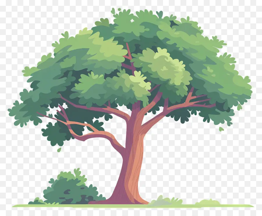 Secoya，Árbol PNG