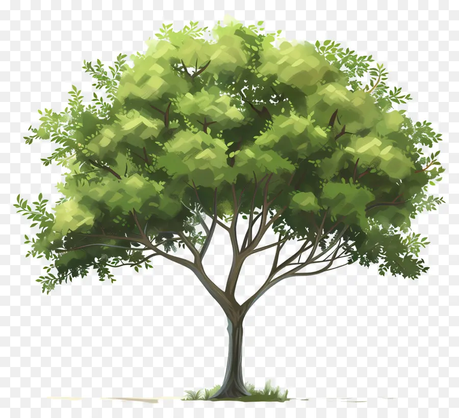 Secoya，Árbol PNG