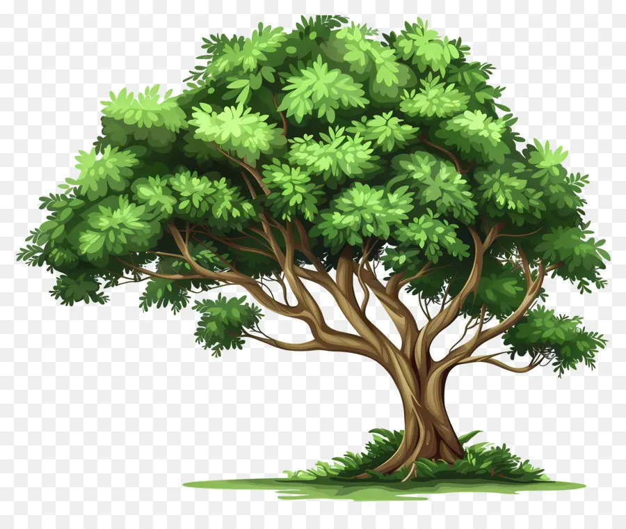 Secoya，Árbol Tupido Verde PNG