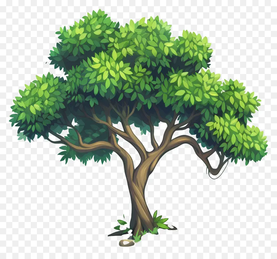 Secoya，árbol PNG