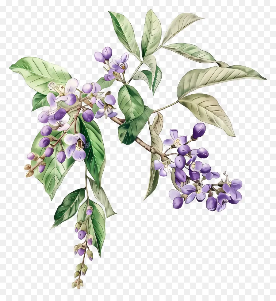 Arándano Floreciente，Flores Moradas PNG