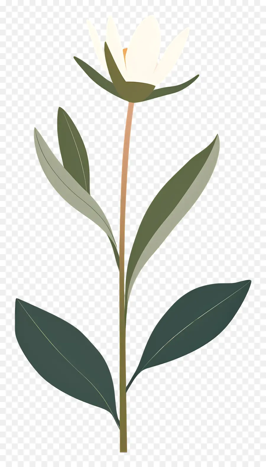 Flor única，Flor Blanca PNG