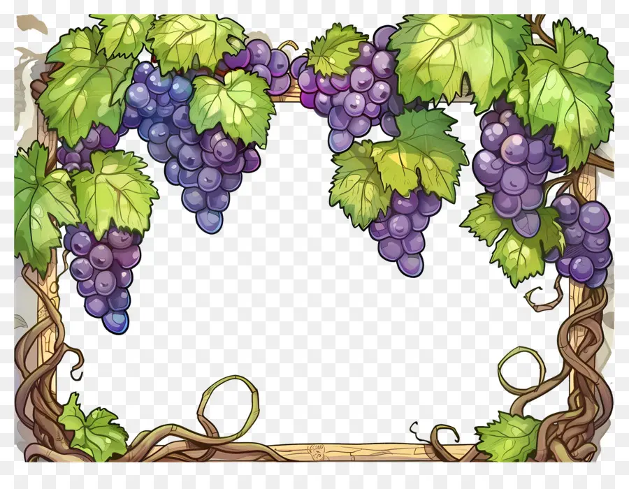 Frontera De Uva，Uvas PNG