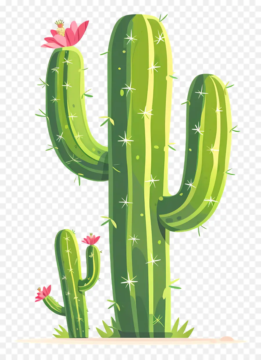 Cactus Verde，Cactus PNG