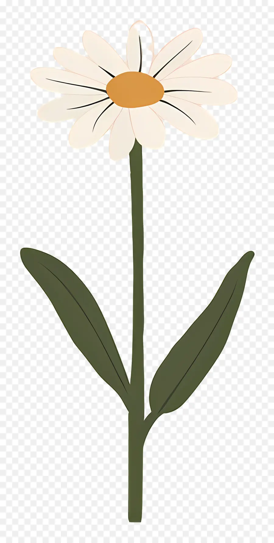 Flor única，Margarita Sencilla PNG